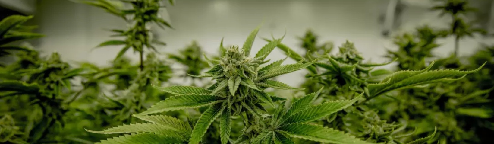 Cultivation of Marijuana – HS 11358